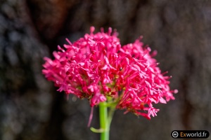 Centranthus