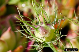 Nigella damascena