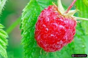 Raspberry