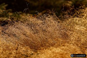 Dew