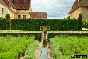 Lavandula