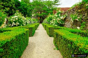 Rosacees