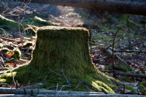 Devils Tower