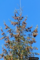 Pseudotsuga menziesii