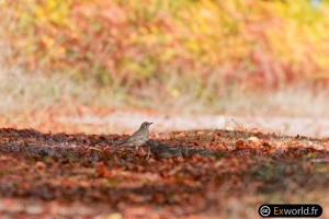 Turdus viscivorus