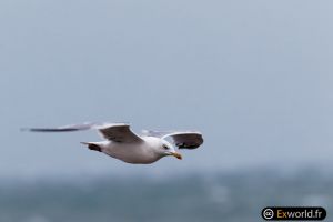 Larus argentatus