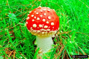 Amanita muscaria II