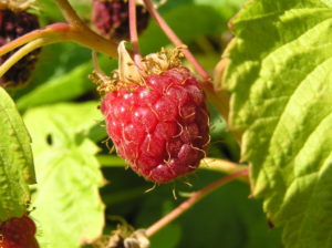 Framboise