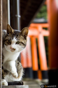 Fushimi Inari Taisha