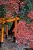 fushimi inari-19