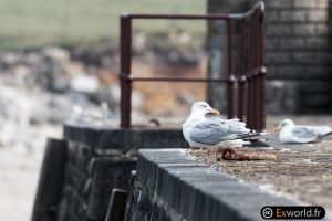 Larus argentatus