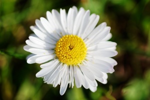 Bellis II