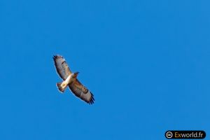 Buteo buteo