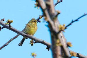 Emberiza cirlus