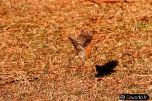 Erithacus rubecula II