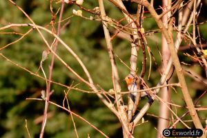 Erithacus rubecula III