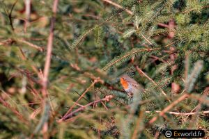 Erithacus rubecula