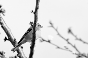 Fringilla coelebs