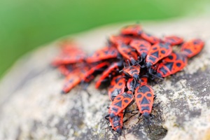 Pyrrhocoris apterus