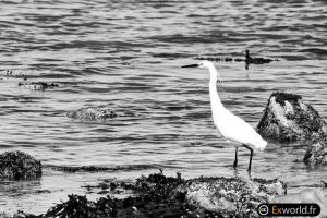 Egretta garzetta II