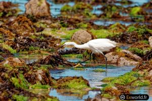 Egretta garzetta