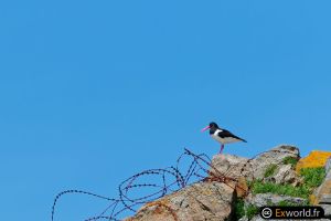 Haematopus ostralegus