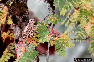 Turdus viscivorus