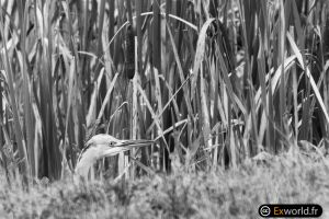 Ardea cinerea II