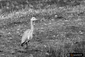 Ardea cinerea