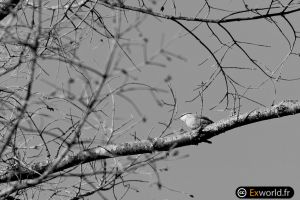 Sitta europaea