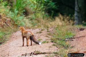 Vulpes vulpes