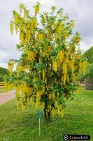 Laburnum watereri