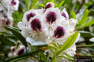 Rhododendron praevernum