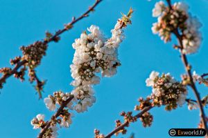 Blossom II