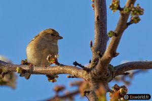 Fringilla