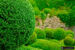 Marqueyssac VII