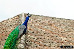 Pavo Cristatus III