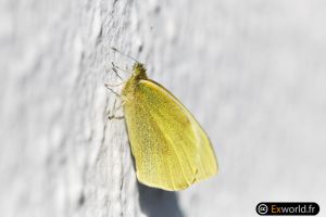 Citron