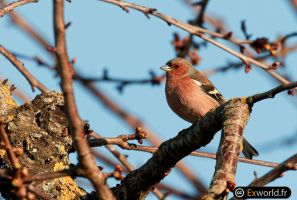 fringilla coelebs