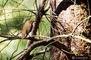 Erithacus rubecula