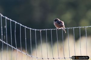 Saxicola rubicola