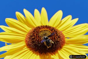 Xylocopa violacea