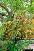 Fremontodendron californicum