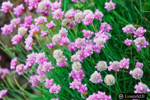 Armeria maritima