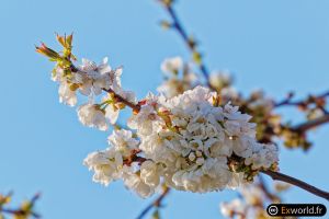 Blossom