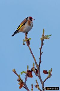 Carduelis