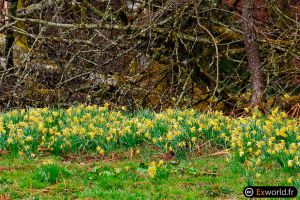 Narcissus