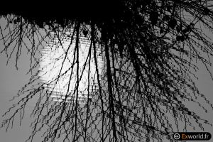 Reflection II