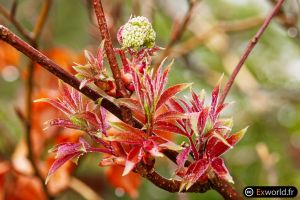 Sambucus