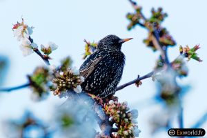 Sturnus